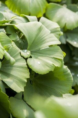 Ginkgo biloba beveerd 4-6