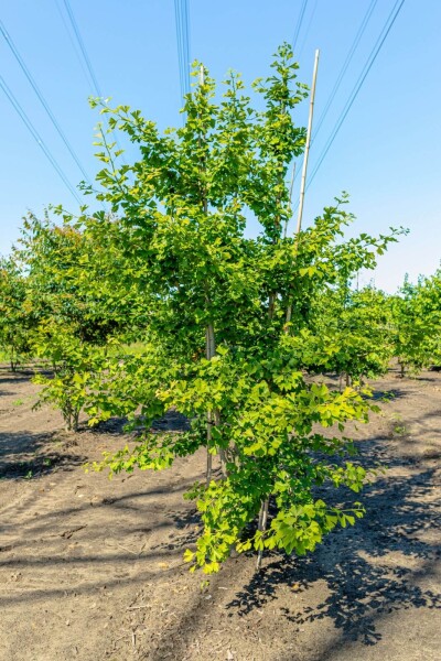 Ginkgo biloba meerstammig 250-300