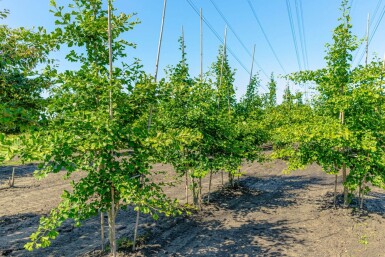 Ginkgo biloba meerstammig 250-300