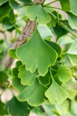 Ginkgo biloba meerstammig 250-300