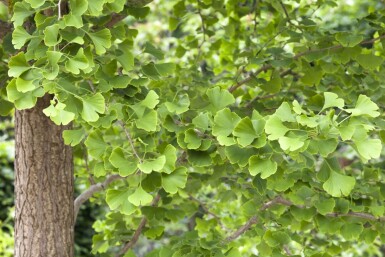 Ginkgo biloba meerstammig 250-300