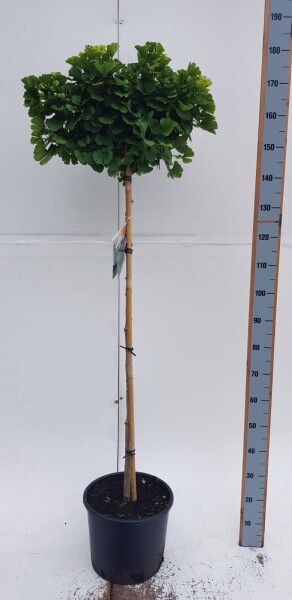 Ginkgo biloba 'Mariken' bolvorm 6/8 150cm stam