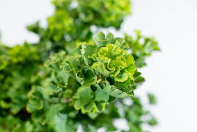 Ginkgo biloba 'Mariken' bolvorm 6/8 150cm stam