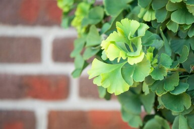 Ginkgo biloba 'Mariken' bolvorm 6/8 150cm stam