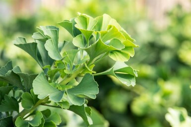 Ginkgo biloba 'Mariken' bolvorm 6/8 150cm stam