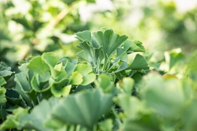 Ginkgo biloba 'Mariken' bolvorm 6/8 150cm stam