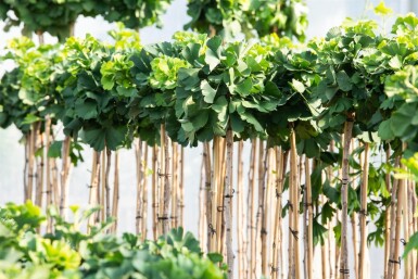 Ginkgo biloba 'Mariken' bolvorm 6/8 150cm stam