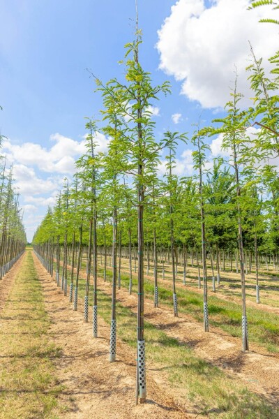 Gleditsia triacanthos hoogstam 20/25