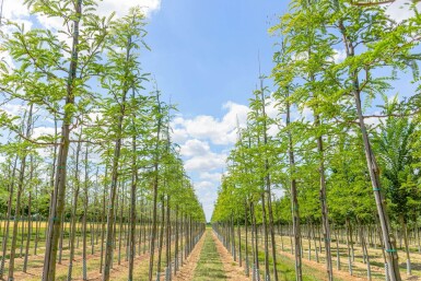 Gleditsia triacanthos hoogstam