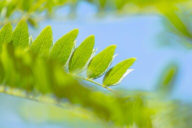 Gleditsia triacanthos hoogstam 20/25