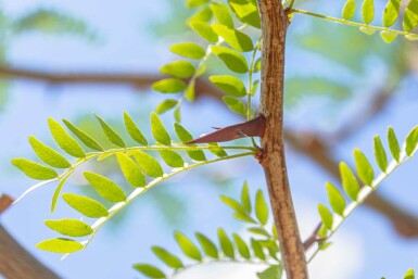 Gleditsia triacanthos hoogstam 20/25