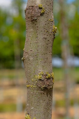 Gleditsia triacanthos hoogstam 20/25