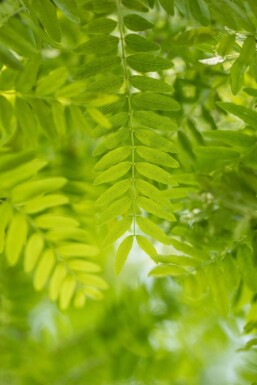 Gleditsia triacanthos hoogstam 20/25