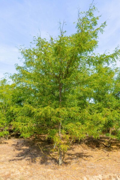 Gleditsia triacanthos meerstammig 300-350
