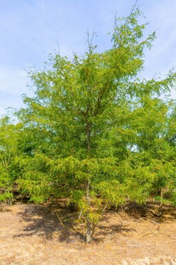 Gleditsia triacanthos meerstammig 300-350