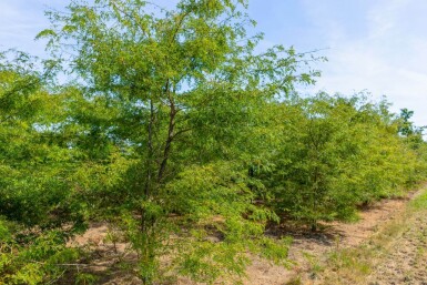 Gleditsia triacanthos meerstammig 300-350