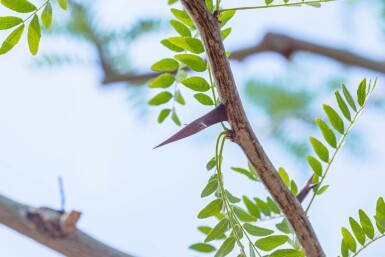Gleditsia triacanthos meerstammig 300-350