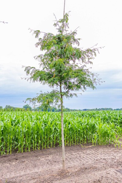 Gleditsia triacanthos f. inermis hoogstam 10/12