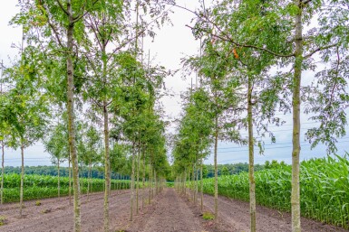 Gleditsia triacanthos f. inermis hoogstam 10/12