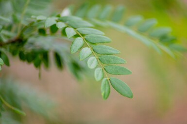 Gleditsia triacanthos f. inermis hoogstam 10/12