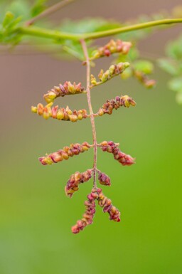 Gleditsia triacanthos f. inermis hoogstam 10/12