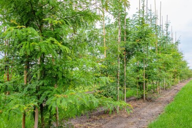 Gleditsia triacanthos f. inermis meerstammig