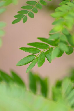 Gleditsia triacanthos f. inermis meerstammig 250-300