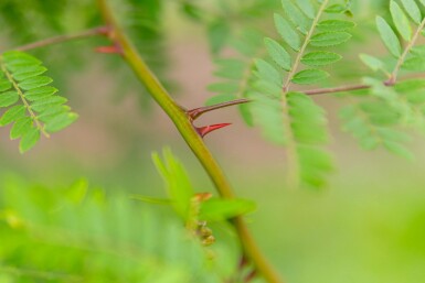 Gleditsia triacanthos f. inermis meerstammig 250-300