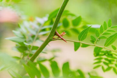 Gleditsia triacanthos f. inermis meerstammig 250-300