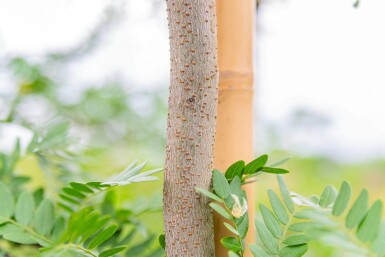 Gleditsia triacanthos f. inermis meerstammig 250-300