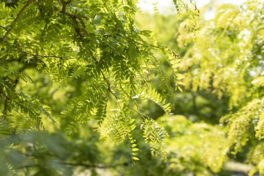 Gleditsia triacanthos f. inermis meerstammig 250-300