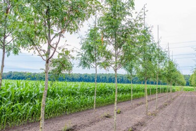 Gleditsia triacanthos 'Skyline' hoogstam