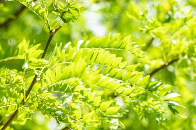 Gleditsia triacanthos 'Skyline' hoogstam