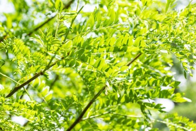 Gleditsia triacanthos 'Skyline' hoogstam