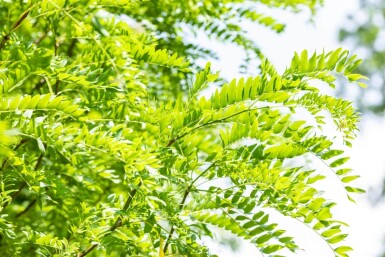 Gleditsia triacanthos 'Skyline' hoogstam
