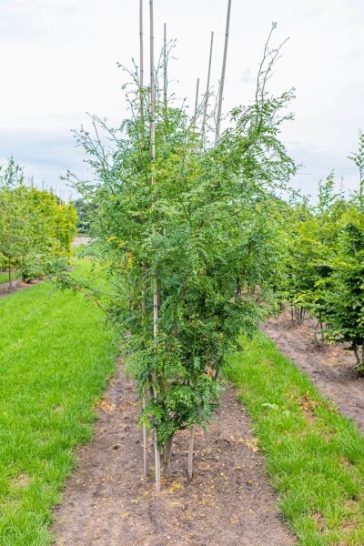 Gleditsia triacanthos 'Skyline' meerstammig 400-450