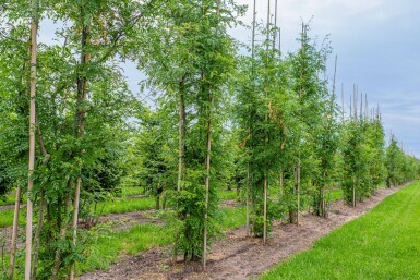 Gleditsia triacanthos 'Skyline' meerstammig