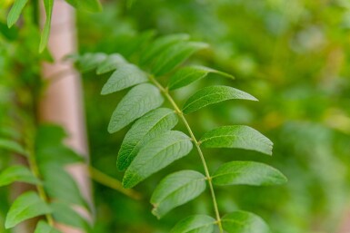 Gleditsia triacanthos 'Skyline' meerstammig 400-450