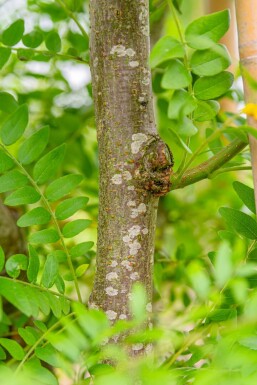 Gleditsia triacanthos 'Skyline' meerstammig 400-450