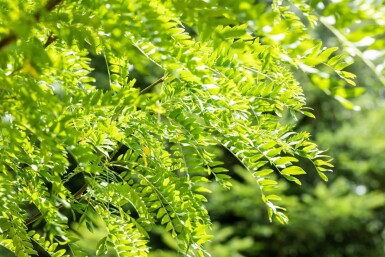 Gleditsia triacanthos 'Skyline' meerstammig 400-450