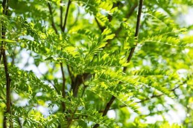 Gleditsia triacanthos 'Skyline' meerstammig 400-450