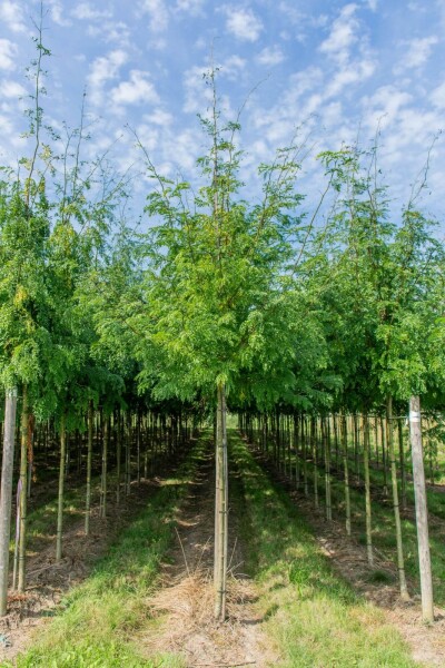 Gleditsia triacanthos 'Sunburst' hoogstam 6/8