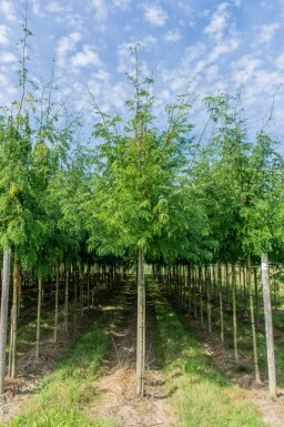 Gleditsia triacanthos 'Sunburst' hoogstam 6/8