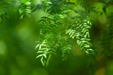 Gleditsia triacanthos 'Sunburst' hoogstam 6/8