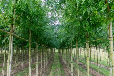 Gleditsia triacanthos 'Sunburst' hoogstam 6/8