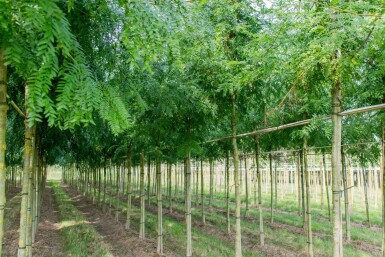 Gleditsia triacanthos 'Sunburst' hoogstam 6/8