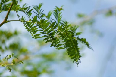 Gleditsia triacanthos 'Sunburst' hoogstam 6/8