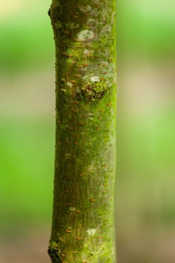 Gleditsia triacanthos 'Sunburst' hoogstam 6/8