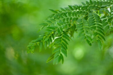 Gleditsia triacanthos 'Sunburst' meerstammig