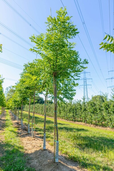 Gymnocladus dioica hoogstam 10/12